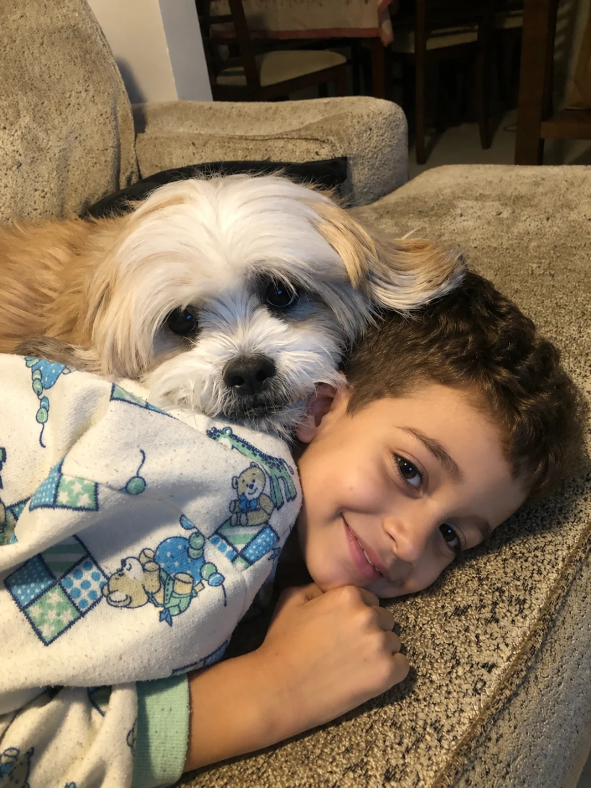 Dudu, Lhasa Apso — cão de suporte emocional da Dra. Paula Approbato